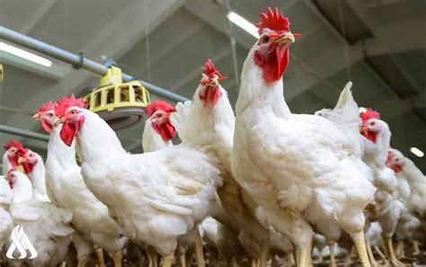 Scientists pinpoint gene that protects humans from bird flu